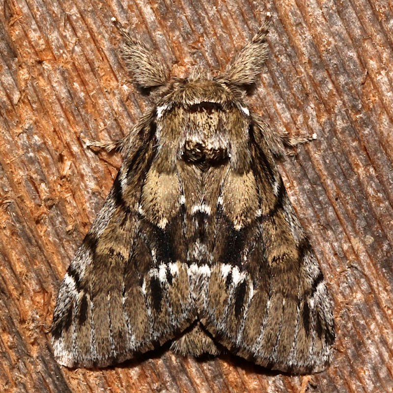 Georgian Prominent 2
