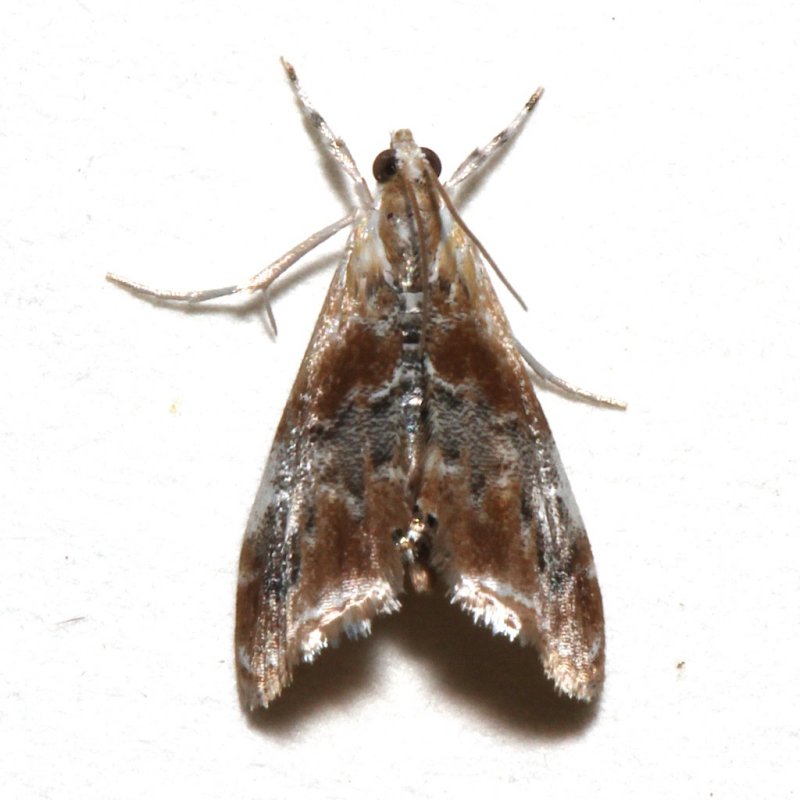 4889, Dicymolomia julianalis, Julias Dicymolomia Moth