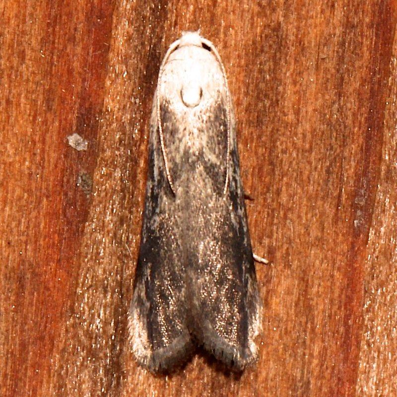 5629, Aphomia sociella, The Bee Moth