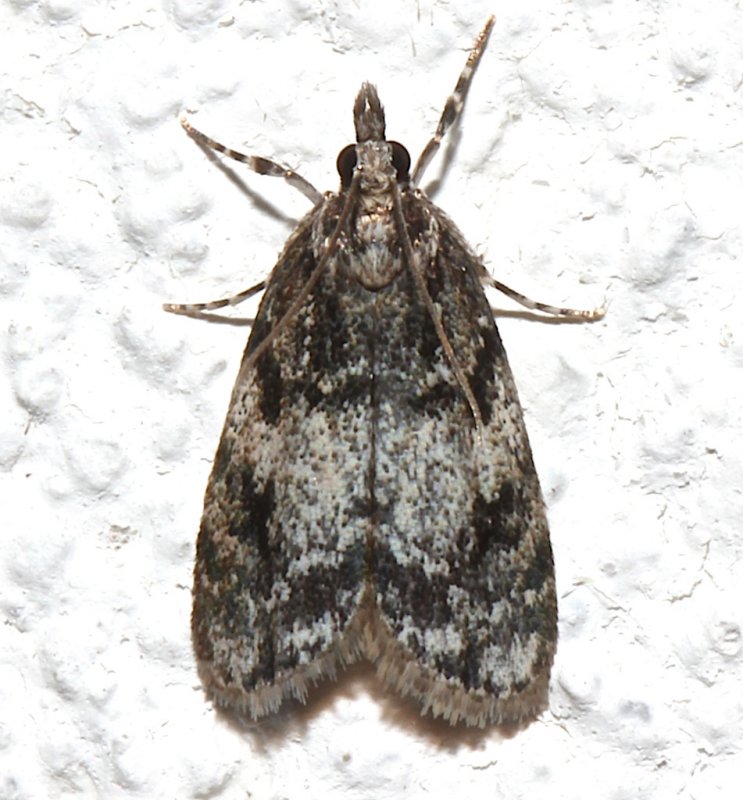 4718, Scoparia cineromedia 