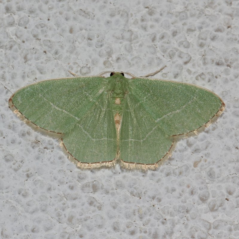 7046, Red-fringed Emerald 