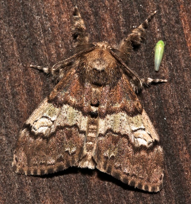 8304, Dasychira plagiata, Northern Pine Tussock  Moth
