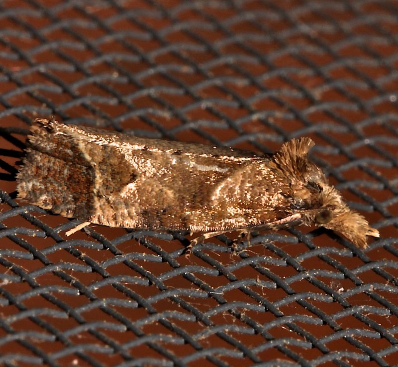 3822, Phtheochroa riscana, side