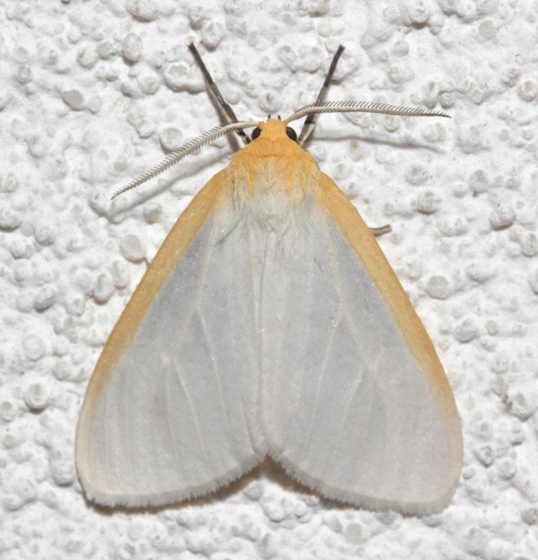 8230, Cycnia tenera, Delicate Cycnia