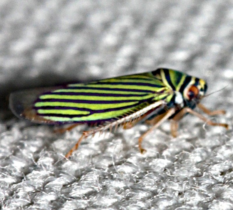 leafhopper 3 