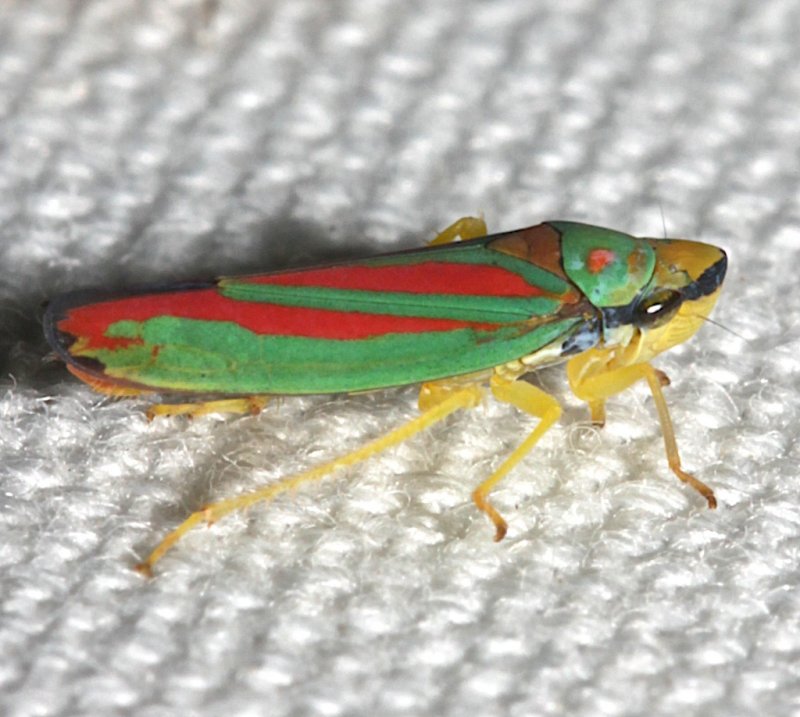 red and green leafhopper  