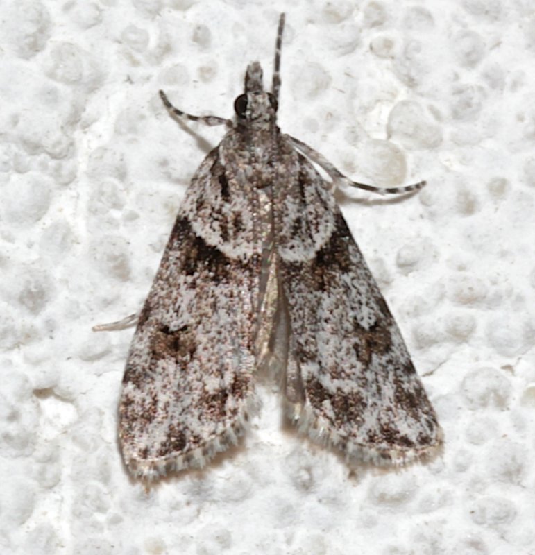 4716, Scoparia biplagialis, Double-striped Scoparia