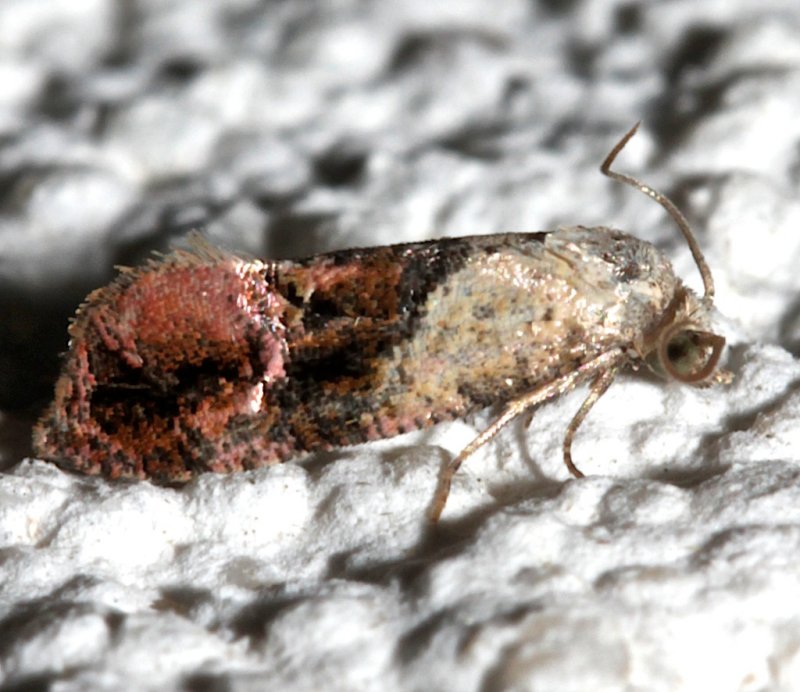 3847, Thyralia hollandana, Hollands Cochylid  