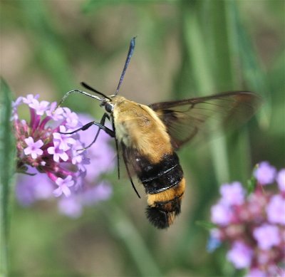 Snowberry Clearwing, Hemaris diffinis
