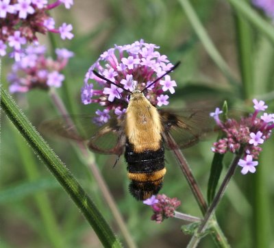 Snowberry Clearwing, Hemaris diffinis