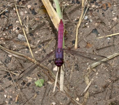 Roseate Skimmer