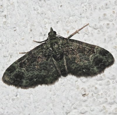 Pasiphilia rectangulata, Green Pug Moth 7625E