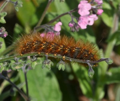 Virginian Tiger moth, Spilosoma virginica