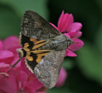 Hypocala andremona, Hypocala Moth, 8642, Texas