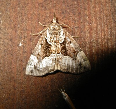 Mottled Bomolocha Moth, Hypena abalienalis, 8445