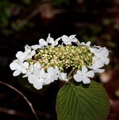 Hobble Bush Viburnum