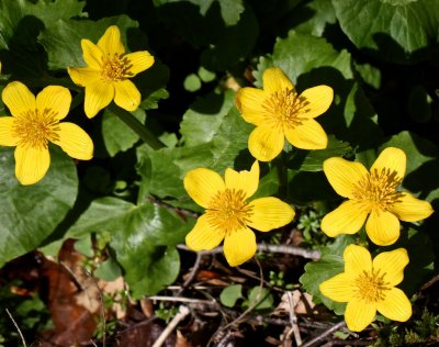 Marsh Marigolds