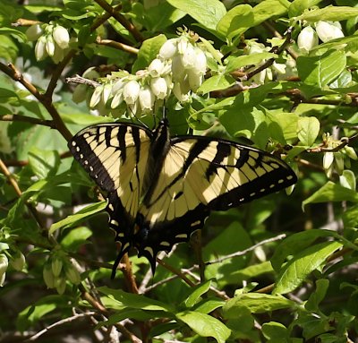 Canadian Tiger Swallowtail