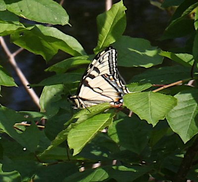 Canadian Tiger Swallowtail ventral