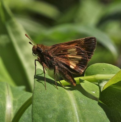 Hobomok Skipper