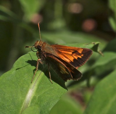 Hobomok Skipper