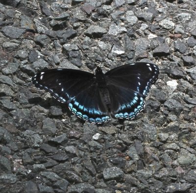 Hybrid Red-spotted Purple