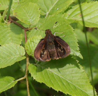 Hobomok Skipper Pokahontas female