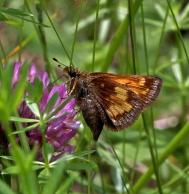 Hobomok Skipper