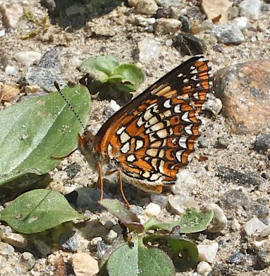 Harris's Checkerspot ventral
