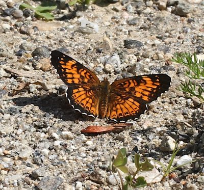 Harris's Checkerspot dorsal