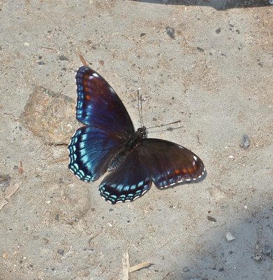 Red-spotted Purple hybrid