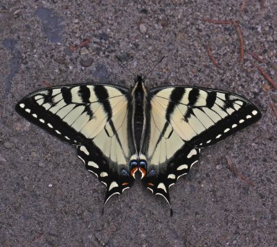 Tiger Swallowtail perfect