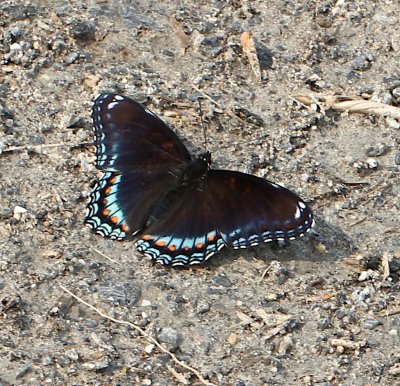 Hybrid Red-spotted Purple