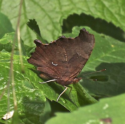 Eastern Comma female ventral