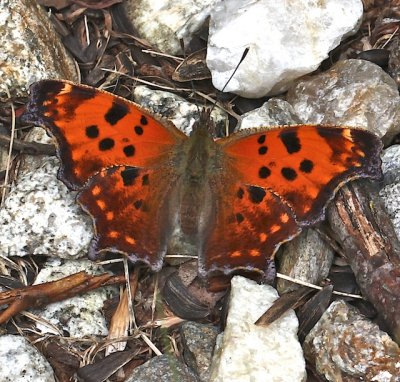 Eastern Comma dorsal