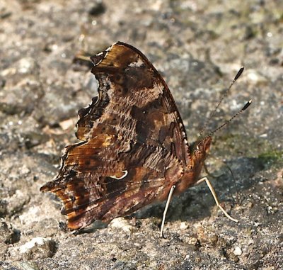 Eastern Comma ventral
