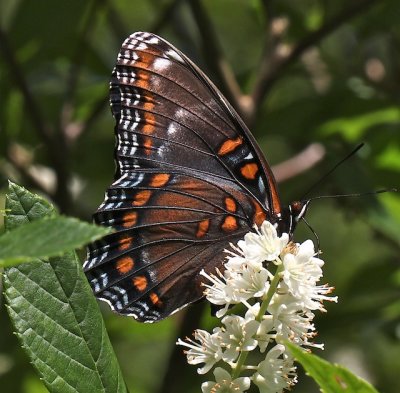 Red-spotted Purple ventral