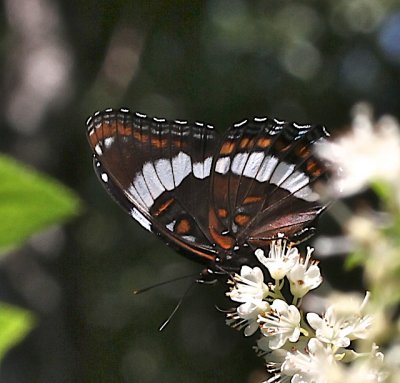 White Admiral ventral