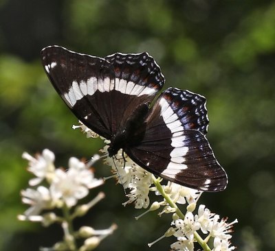 White Admiral dorsal