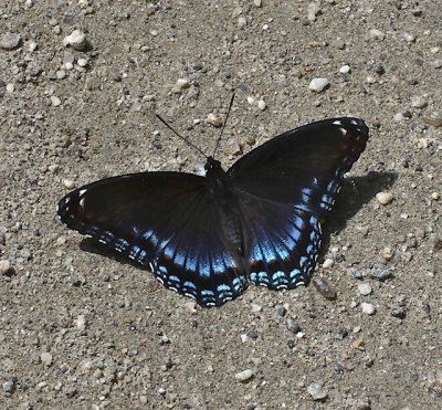Red-spotted Purple dorsal 1
