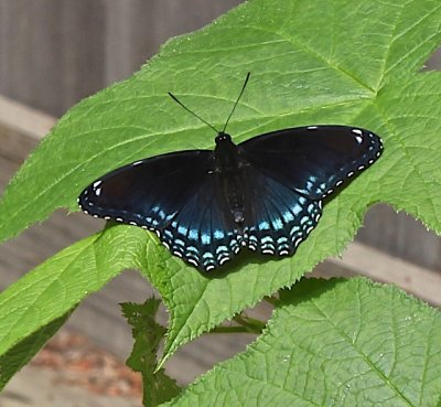 Red-spotted Purple dorsal 2