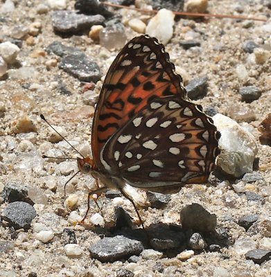 Atlantis Fritillary ventral