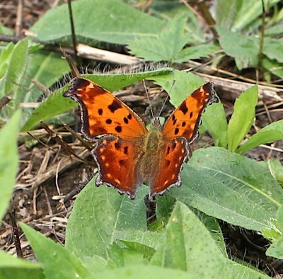 Eastern Comma dorsal winter