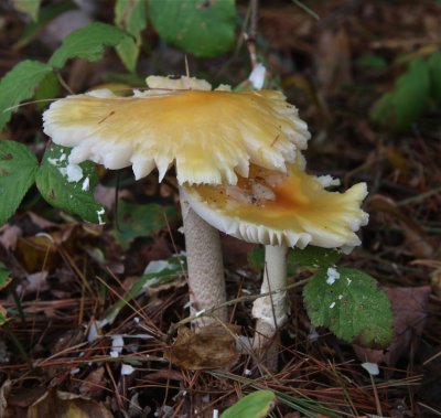 Amanita muscaria hammered by rain