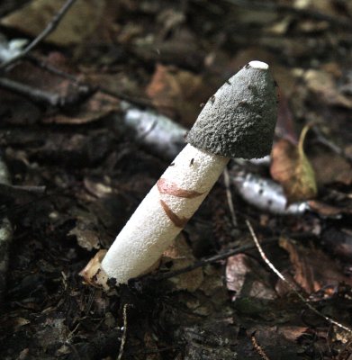 Ravenel's Stinkhorn