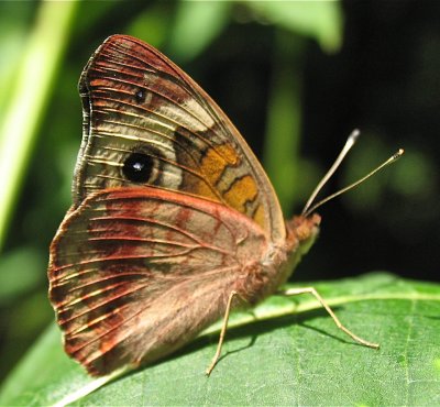 Common Buckeye 8/23/2004