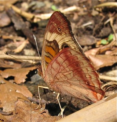 Common Buckeye 8/23/2004