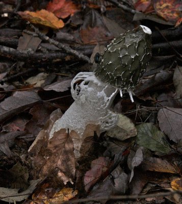 Dictyophora duplicata