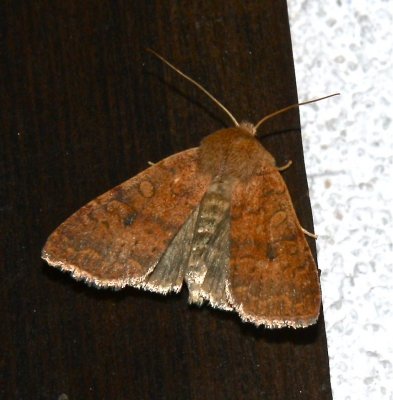 Sunira bicolorago, Bicolored Sallow Moth