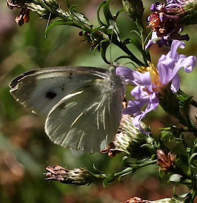 Cabbage White